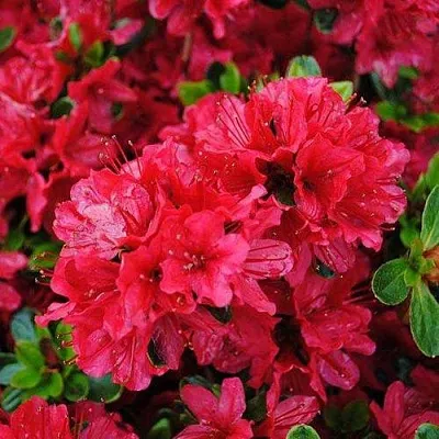 Азалия ХИНО КРИМСОН японская  Азалия ХИНО КРИМСОН японская в Волгограде