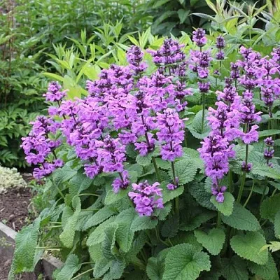 Буквица крупноцветковая в Волгограде