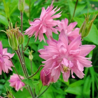 Аквилегия БАРЛОУ ПИНК гибрид МакКаны — описание сорта Аквилегия БАРЛОУ ПИНК гибрид МакКаны в Волгограде