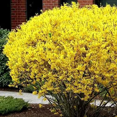 Форзиция ЛИНВУД  Форзиция ЛИНВУД в Волгограде