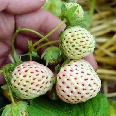 Клубника АНАНАСА ремонтантная — описание сорта Клубника АНАНАСА ремонтантная в Волгограде