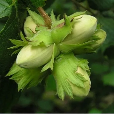 Фундук ТАМБОВСКИЙ ПОЗДНИЙ в Волгограде