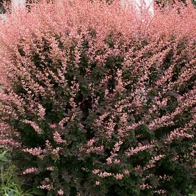 Барбарис РОУЗ ГЛОУ тунберга  Барбарис РОУЗ ГЛОУ тунберга в Волгограде