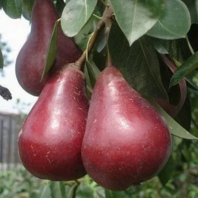 Груша СТАРКРИМСОН  Груша СТАРКРИМСОН в Волгограде