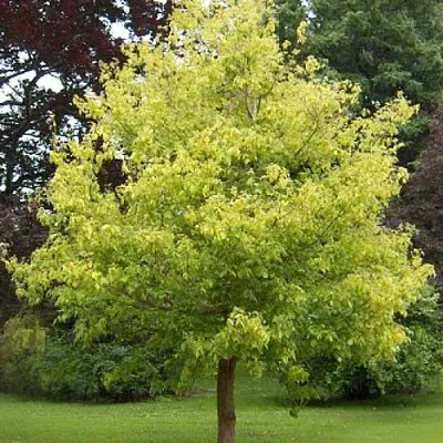 Клен ясенелистный  Клен ясенелистный в Волгограде