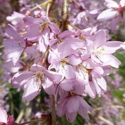 Сакура ПЕНДУЛА РУБРА  Сакура ПЕНДУЛА РУБРА в Волгограде