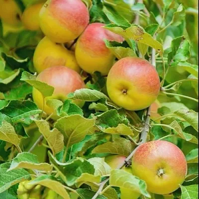 Яблоня ПАМЯТЬ БЛЫНСКОГО колонновидная в Волгограде
