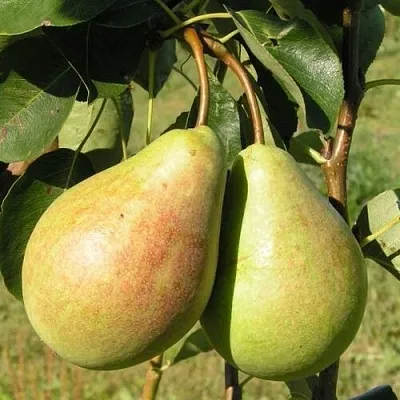 Груша ДУХМЯНАЯ  Груша ДУХМЯНАЯ в Волгограде