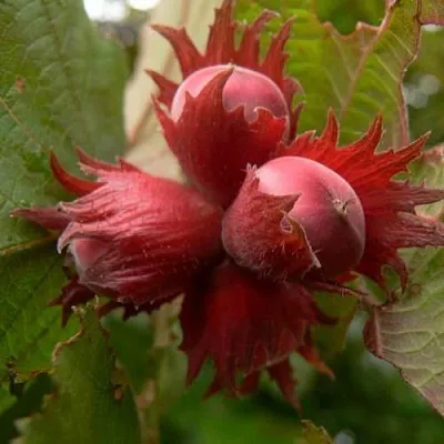 Фундук МОСКОВСКИЙ РУБИН в Волгограде