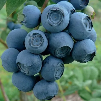 Голубика РУБЕЛ в Волгограде