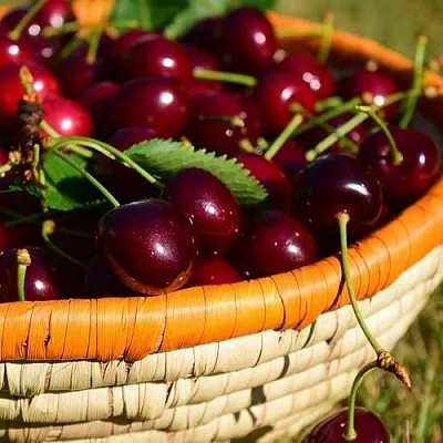 Вишня НЕСВИЖСКАЯ  Вишня НЕСВИЖСКАЯ в Волгограде