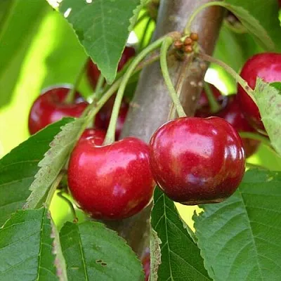 Черешня 15-26-5  Черешня 15-26-5 в Волгограде