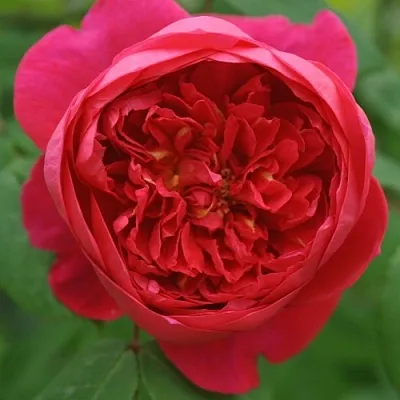 Саженцы роз БЕНДЖАМИН БРИТТЕН шраб  Саженцы роз БЕНДЖАМИН БРИТТЕН шраб в Волгограде