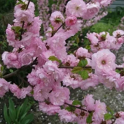 Миндаль ТРЁХЛОПАСТНЫЙ (луизеания) в Волгограде