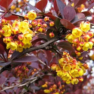 Барбарис СУПЕРБА оттавский   Барбарис СУПЕРБА оттавский  в Волгограде