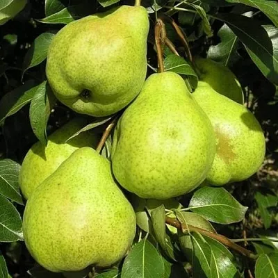 Груша АВГУСТОВСКАЯ РОСА  Груша АВГУСТОВСКАЯ РОСА в Волгограде