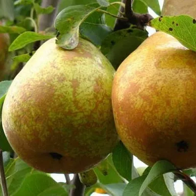 Груша БЕЛОРУСКА  Груша БЕЛОРУСКА в Волгограде