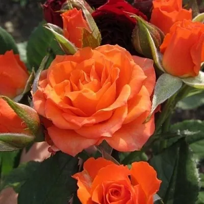 Саженцы роз АЛЕГРИЯ спрей  Саженцы роз АЛЕГРИЯ спрей в Волгограде