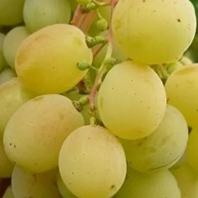 Виноград ТАЛИСМАН в Волгограде