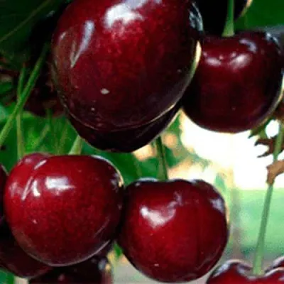 Черешня ВАСИЛИСА  Черешня ВАСИЛИСА в Волгограде