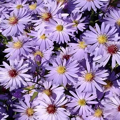 Астра БЛЮ ХЕВЕН сердцелистная в Волгограде