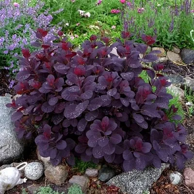 Скумпия РОЯЛ ПЕРПЛ кожевенная  Скумпия РОЯЛ ПЕРПЛ кожевенная в Волгограде