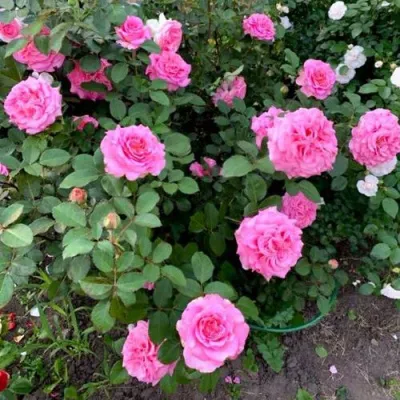 Саженцы роз ЭШЛИ чайно-гибридная — описание сорта Саженцы роз ЭШЛИ чайно-гибридная в Волгограде