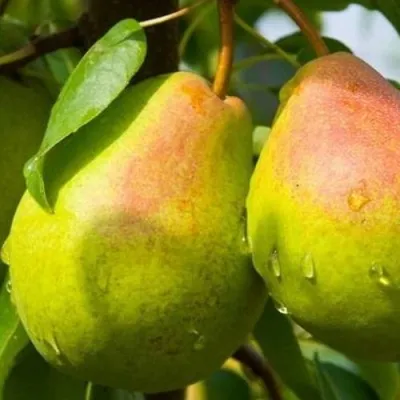 Груша ФЛЕЙТА — описание сорта Груша ФЛЕЙТА в Волгограде