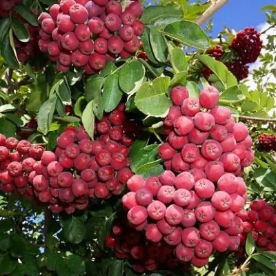 Рябина ГРАНАТНАЯ сладкоплодная — описание сорта Рябина ГРАНАТНАЯ сладкоплодная в Волгограде