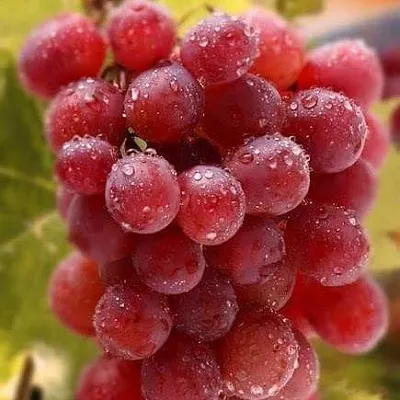 Ранние сорта  Ранние сорта в Волгограде