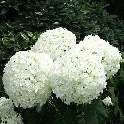 Гортензия АННАБЕЛЬ древовидная  Гортензия АННАБЕЛЬ древовидная в Волгограде