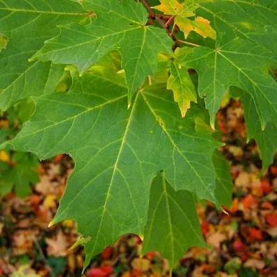 Клен сахарный  Клен сахарный в Волгограде