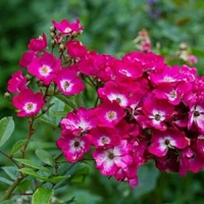 Саженцы роз МАРДЖОРИ ФЕЙР полиантовая  Саженцы роз МАРДЖОРИ ФЕЙР полиантовая в Волгограде