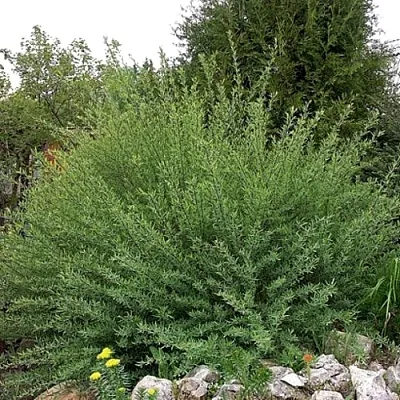 Ива НАНА  пурпурная   Ива НАНА  пурпурная  в Волгограде