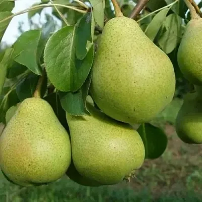 Груша СВЕРДЛОВЧАНКА  Груша СВЕРДЛОВЧАНКА в Волгограде