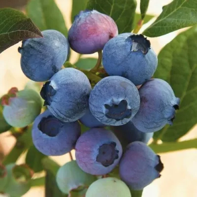 Голубика ОСОРНО — описание сорта Голубика ОСОРНО в Волгограде