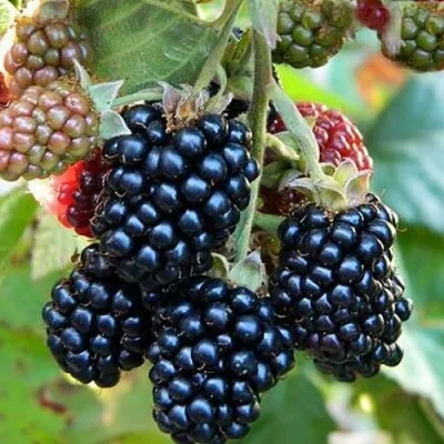 Ежевика ОУАЧИТА бесшипная — описание сорта Ежевика ОУАЧИТА бесшипная в Волгограде