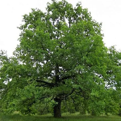 Дуб черешчатый   Дуб черешчатый  в Волгограде