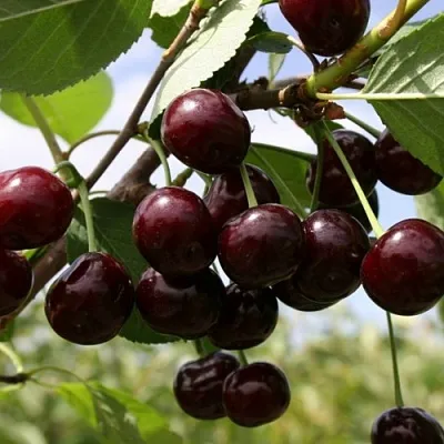 Вишня СВЕРДЛОВЧАНКА степная  Вишня СВЕРДЛОВЧАНКА степная в Волгограде