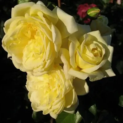 Саженцы роз КАЗИНО плетистая  Саженцы роз КАЗИНО плетистая в Волгограде