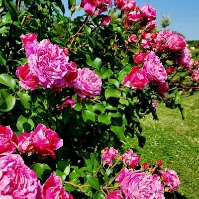 Саженцы роз ИНЕС САСТР плетистая  Саженцы роз ИНЕС САСТР плетистая в Волгограде