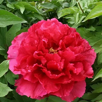 Пион АРОМАТНОЕ ВОСПОМИНАНИЕ древовидный в Волгограде