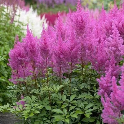 Астильба АМЕТИСТ Арендса в Волгограде