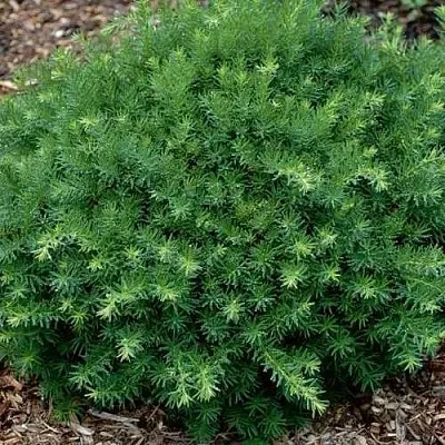 Тис ХИКСИ средний  Тис ХИКСИ средний в Волгограде