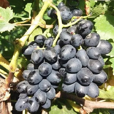 Виноград КИШМИШ АТТИКА  Виноград КИШМИШ АТТИКА в Волгограде