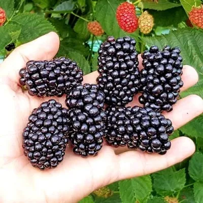 Ежевика ОУАЧИТА бесшипная — описание сорта Ежевика ОУАЧИТА бесшипная в Волгограде