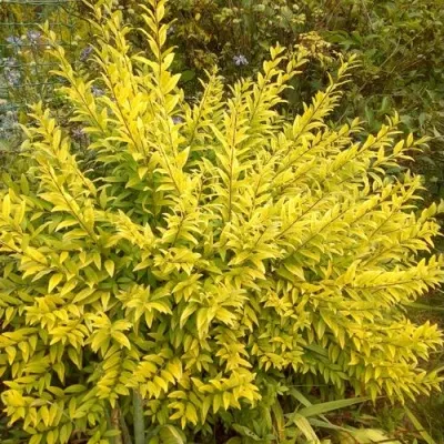 Бирючина АУРЕА обыкновенная — описание сорта Бирючина АУРЕА обыкновенная в Волгограде