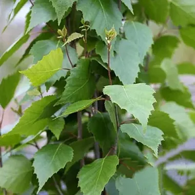 Береза ФАСТИГИАТА повислая   Береза ФАСТИГИАТА повислая  в Волгограде