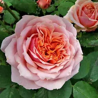 Саженцы роз ПОЛЬ БОКЮЗ шраб  Саженцы роз ПОЛЬ БОКЮЗ шраб в Волгограде