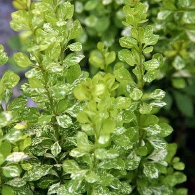 Барбарис ПАУ ВАУ тунберга  Барбарис ПАУ ВАУ тунберга в Волгограде